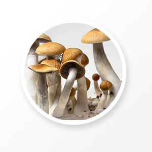 Poria Mushroom Extract