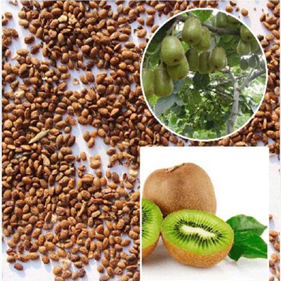 Kiwi Seed