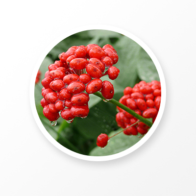 Ginseng Extract ,Ginseng Root & Leaf Extract