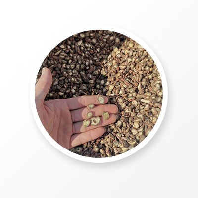 Salvia Miltiorrhiza Root 