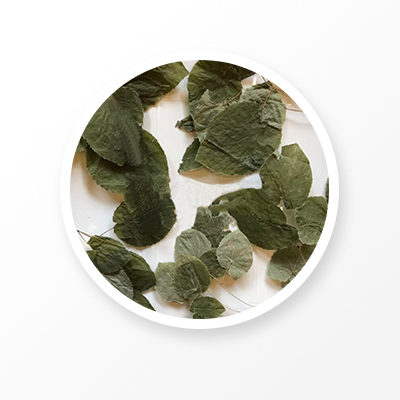 Epimedium Leaf 