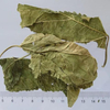 Mulberry Leaf 